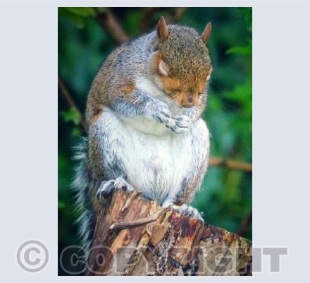 Thinking Squirrel