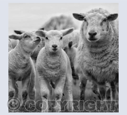 Curious Lambs