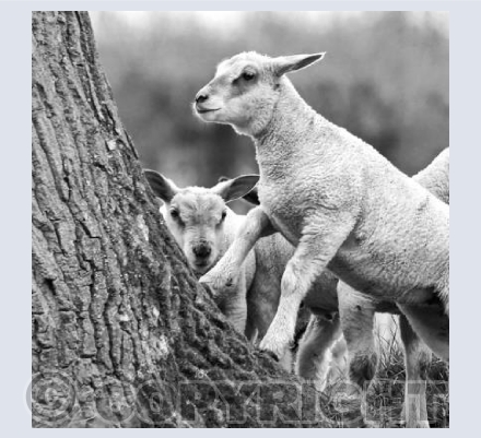 Adventurous Lamb