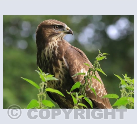 Common Buzzard at Moreton Point