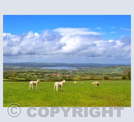 Lambs overlooking Chew Valley Lake
