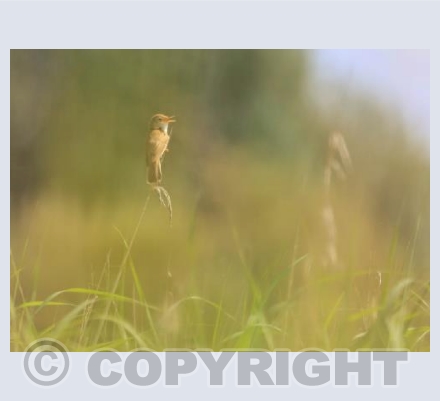 Reed Warbler at Chew Valley Lake