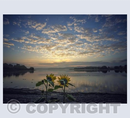 Sunflowers at Dawn, Chew Valley Lake