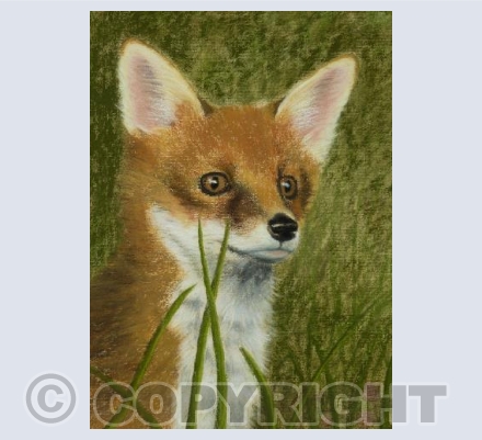Fox Cub