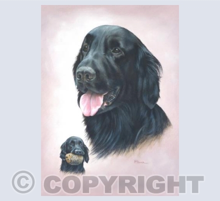 Freddie (Flat Coated Retriever)