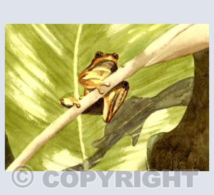 Frog