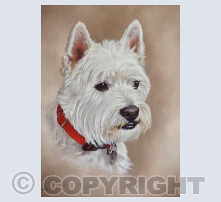 West Highland White Terrier