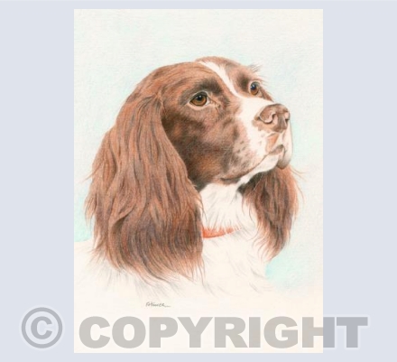 Springer Spaniel