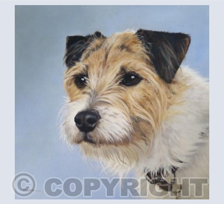 Parson Russell Terrier