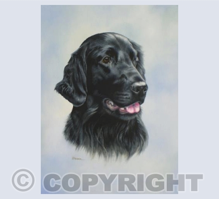 Flat Coated Retriever