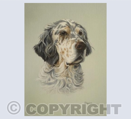 English Setter