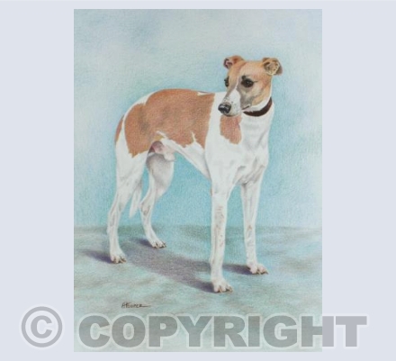 Whippet