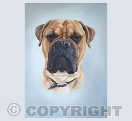 Bull Mastiff