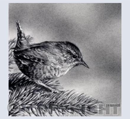 Little Wren