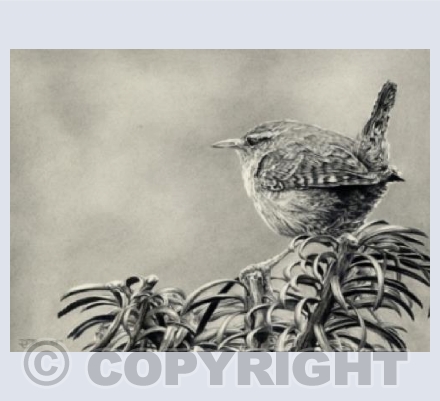 Morning Wren