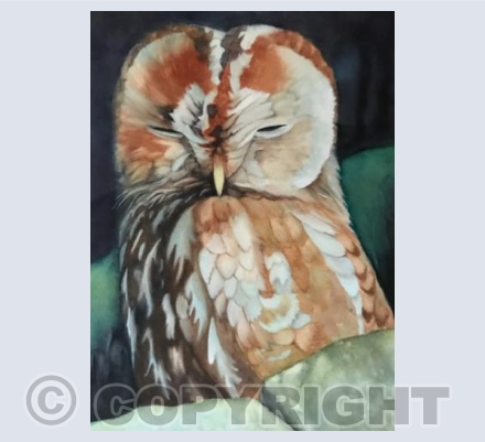 Night Owl