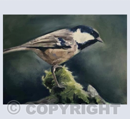 Commanding coal tit