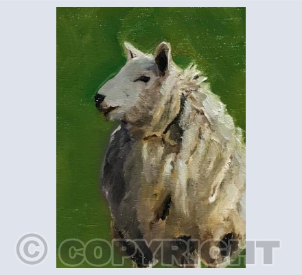 Woolly sheep