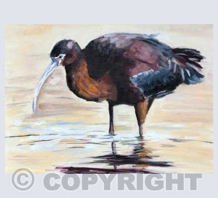 Inky ibis