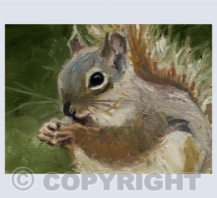 Squirrel