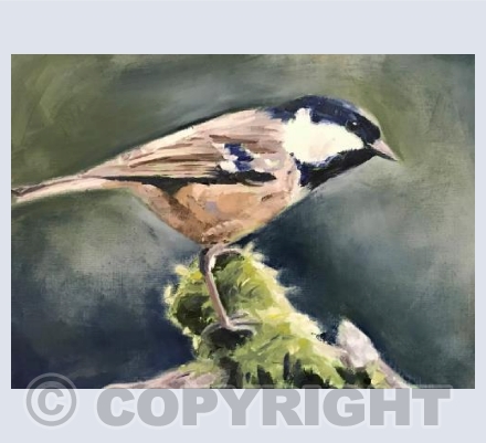 Commanding coal tit