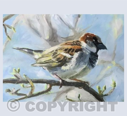 Sky blue sparrow