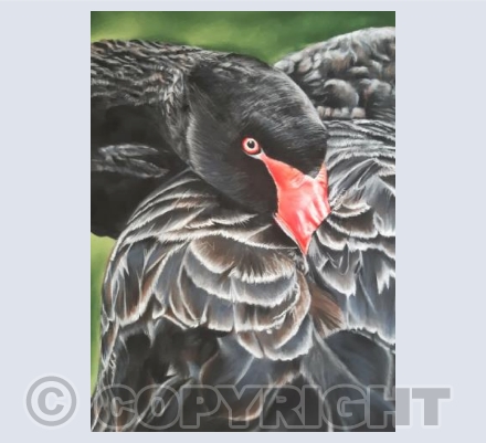 Black swan