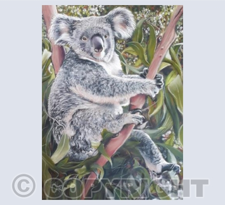 Kool Koala