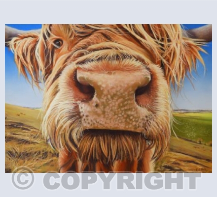 Nosey Cow