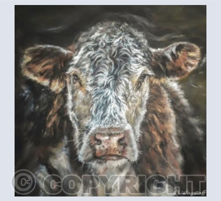 Hereford Bull