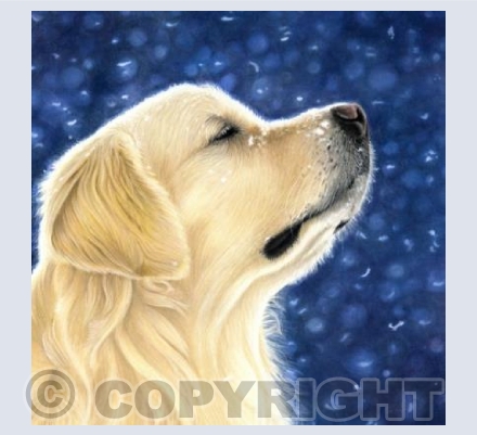 Golden Retriever - Meditation