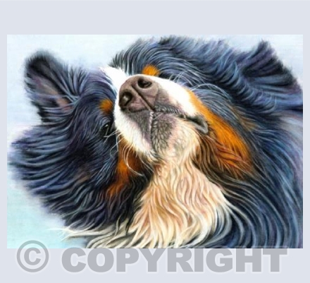 Bernese Mountain Dog - Shaking