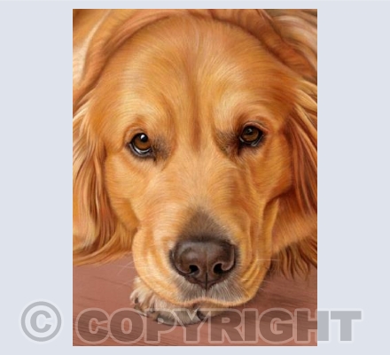 Golden Retriever - Sweet as Honey