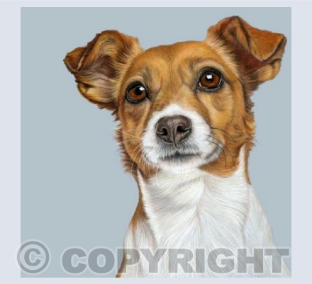 Jack Rusell Terrier