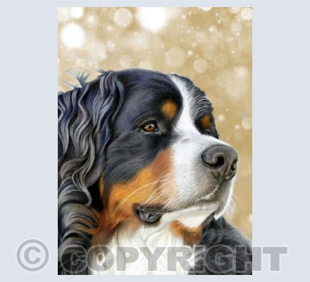 Bernese - Old Gold