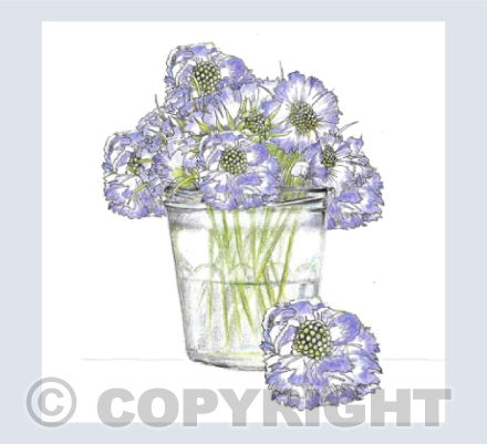 Scabious Jam Jar