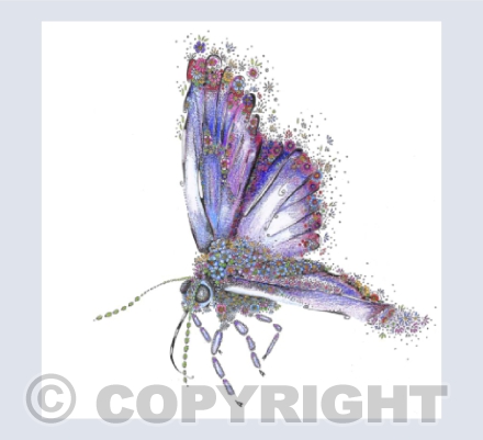Common Blue Butterfly
