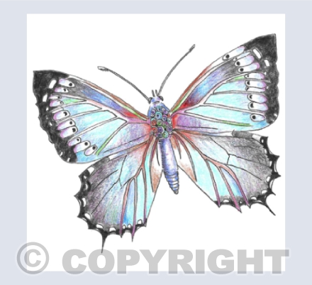 Blue Butterfly