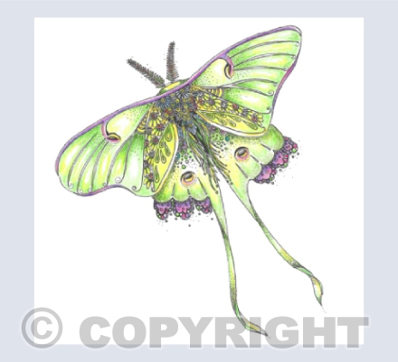 Luna Moth