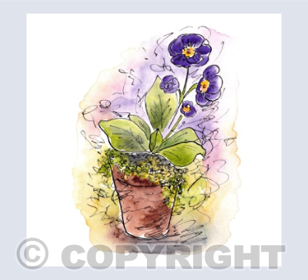 "Auricula"