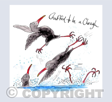 Chuffed to be a Chough - Cornwall