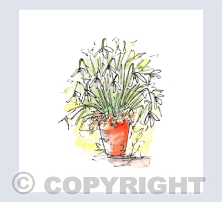 Snowdrops in plant pot