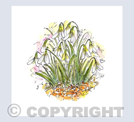 Snowdrops
