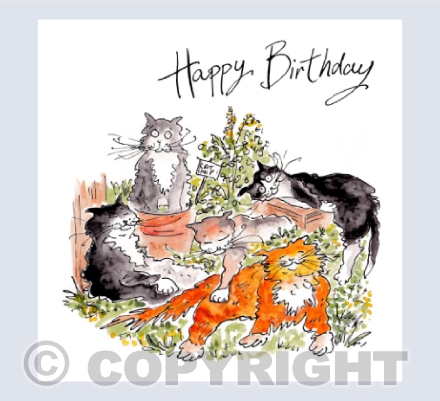 Morning after the moggies party - Happy Birthday