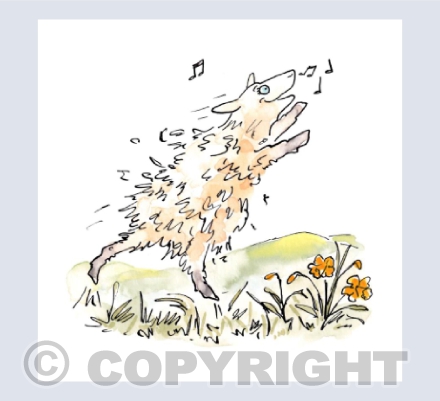 The singing sheep