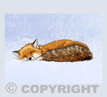 Fox Sleeping In The Snow