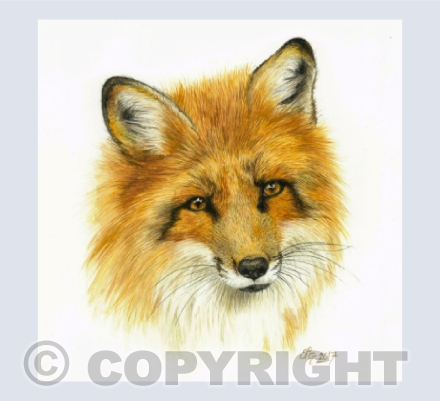 Mr Fox