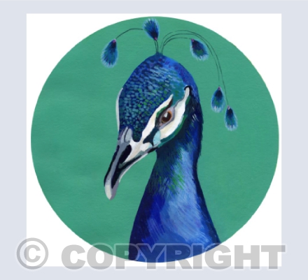 Blue Peacock