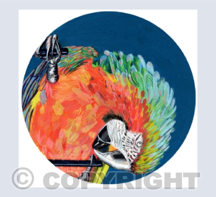 Macaw on Teal