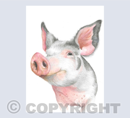 Porky